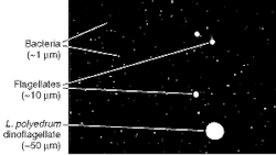 FIGURE 2. When seawater is illuminated by a laser light sheet and examined under a microscope, several types of microscopic sea organisms become visible. These include bacteria (smallest), flagellates (medium), and a dinoflagellate (largest). Sensor saturation causes the larger organisms to appear 1.7 times its actual size. FIGURE 2. When seawater is illuminated by a laser light sheet and examined under a microscope, several types of microscopic sea organisms become visible. These include bacteria (smallest), flagellates (medium), and a dinoflagellate (largest). Sensor saturation causes the larger organisms to appear 1.7 times its actual size.