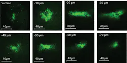 FIGURE 3. The beads were imaged at different depths below the embryo surface, down to 70 µm.