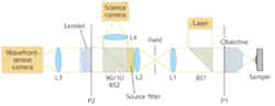FIGURE 1. In the microscope with a Shack-Hartmann wavefront sensor, the 45° beamsplitter1 (Semrock, Rochester, NY) allows the laser light to be focused onto the sample, while the 90/10 beamsplitter BS2 allows the science camera and the wavefront sensor to see the fluorescent microsphere simultaneously. Lenses L1 and L2 are 65-mm-focal-length lenses that image the aperture of the objective onto the Shack-Hartmann sensor; P1 and P2 are conjugate planes. The field-stop between L1 and L2 blocks the light coming from other parts of the field of view, allowing only the light from the bead to pass. Note, the field-stop could be moved farther down the system because it is needed only by the wavefront sensor. The large distance between L1 and the aperture (P1) allows for the excitation laser (HeNe, λ = 632 nm) to be placed in this area. A source filter was added after L2 to reduce the effect of scattered light by the embryo and allow the wavefront sensor to see only the emission light. L3 demagnifies the pupil by a factor of two so that it can fit into the cooled camera (Roper Scientific, Acton, NJ).