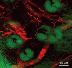 Th Biological 1101 01 Th Biological 1101 01