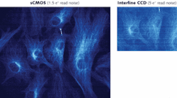 Under conditions typically used in dynamic live-cell imaging, sCMOS provides a much wider field of view and improved signal-to-noise ratio at approximately 70 frames/s (left), compared with interline CCD&rsquo;s 11 frames/s (above).