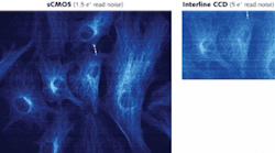 Under conditions typically used in dynamic live-cell imaging, sCMOS provides a much wider field of view and improved signal-to-noise ratio at approximately 70 frames/s (left), compared with interline CCD’s 11 frames/s (above). Under conditions typically used in dynamic live-cell imaging, sCMOS provides a much wider field of view and improved signal-to-noise ratio at approximately 70 frames/s (left), compared with interline CCD’s 11 frames/s (above).