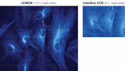Under conditions typically used in dynamic live-cell imaging, sCMOS provides a much wider field of view and improved signal-to-noise ratio at approximately 70 frames/s (left), compared with interline CCD’s 11 frames/s (above). Under conditions typically used in dynamic live-cell imaging, sCMOS provides a much wider field of view and improved signal-to-noise ratio at approximately 70 frames/s (left), compared with interline CCD’s 11 frames/s (above).