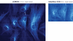 Under conditions typically used in dynamic live-cell imaging, sCMOS provides a much wider field of view and improved signal-to-noise ratio at approximately 70 frames/s (left), compared with interline CCD&rsquo;s 11 frames/s (above).