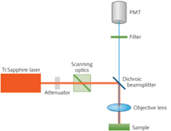 FIGURE 1. A typical multiphoton-microscopy (MPM) setup includes the excitation laser, scanning and imaging optics, filters, and photomultiplier-tube (PMT) detector. FIGURE 1. A typical multiphoton-microscopy (MPM) setup includes the excitation laser, scanning and imaging optics, filters, and photomultiplier-tube (PMT) detector.