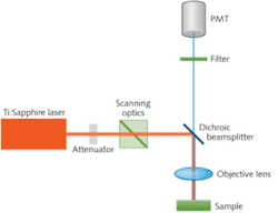 FIGURE 1. A typical multiphoton-microscopy (MPM) setup includes the excitation laser, scanning and imaging optics, filters, and photomultiplier-tube (PMT) detector. FIGURE 1. A typical multiphoton-microscopy (MPM) setup includes the excitation laser, scanning and imaging optics, filters, and photomultiplier-tube (PMT) detector.