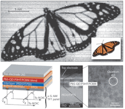 The shadow cast by illuminating a slide of a monarch butterfly with light at a 1310 nm wavelength was imaged with a QD-sensitized near-IR imager (top). The photosensitive layer consists of polymer materials and PbS QDs sandwiched with other materials to create a large-area imager (bottom left). The QDs are visible within the active layer (bottom right). The shadow cast by illuminating a slide of a monarch butterfly with light at a 1310 nm wavelength was imaged with a QD-sensitized near-IR imager (top). The photosensitive layer consists of polymer materials and PbS QDs sandwiched with other materials to create a large-area imager (bottom left). The QDs are visible within the active layer (bottom right).