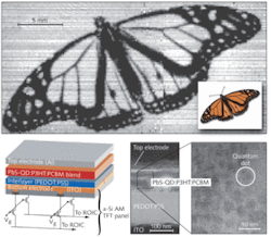 The shadow cast by illuminating a slide of a monarch butterfly with light at a 1310 nm wavelength was imaged with a QD-sensitized near-IR imager (top). The photosensitive layer consists of polymer materials and PbS QDs sandwiched with other materials to create a large-area imager (bottom left). The QDs are visible within the active layer (bottom right).