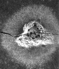 Th Lfw26269 49 Th Lfw26269 49