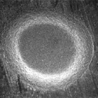 Th Lfw26269 50 Th Lfw26269 50