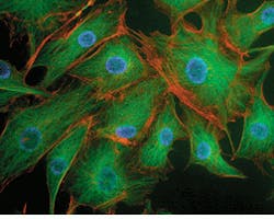 The combination of sequential fluorescent microscopy images, recorded with different filters placed in front of a CCD array, can generate high-resolution color images. These three images were recorded using filters that were matched to the emission bands of BODIPY, Texas Red, and DAPI. Different colors, each corresponding to a different dye, show the distribution of tubulin, F-actin, and nuclei in bovine pulmonary-artery endothelial cells. The combination of sequential fluorescent microscopy images, recorded with different filters placed in front of a CCD array, can generate high-resolution color images. These three images were recorded using filters that were matched to the emission bands of BODIPY, Texas Red, and DAPI. Different colors, each corresponding to a different dye, show the distribution of tubulin, F-actin, and nuclei in bovine pulmonary-artery endothelial cells.