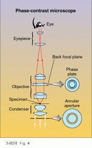 FIGURE 4. Phase-contrast microscopes can render ordinarily invisible specimens visible. FIGURE 4. Phase-contrast microscopes can render ordinarily invisible specimens visible.