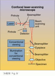 FIGURE 5. With a point source and a pinhole detector, confocal microscopes can construct 2-D or 3-D images one point at a time. FIGURE 5. With a point source and a pinhole detector, confocal microscopes can construct 2-D or 3-D images one point at a time.