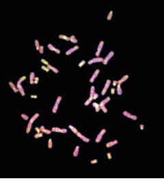 Th Lfw27441 36 Th Lfw27441 36