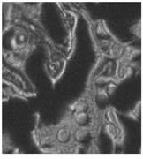 Th Lfw28320 50 Th Lfw28320 50