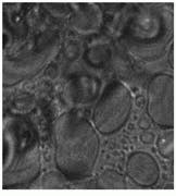 Th Lfw28320 51 Th Lfw28320 51