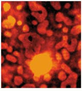 Th Lfw28320 52 Th Lfw28320 52