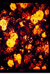 Th Lfw28780 35 Th Lfw28780 35