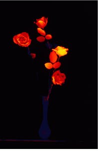 Th Lfw28780 36 Th Lfw28780 36