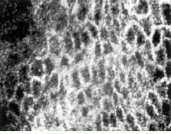 Th Lfw29995 46 Th Lfw29995 46