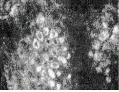 Th Lfw29995 47 Th Lfw29995 47