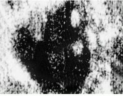 Th Lfw29995 49 Th Lfw29995 49