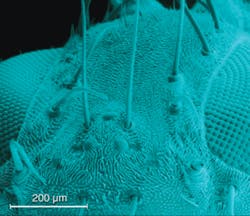 FIGURE 3. In the micro- and nanofabrication sessions within MOEMS-MEMS, a chalcogenide glass replicated surface structure of a fly head is created using the conformal evaporated-film-by-rotation technique.