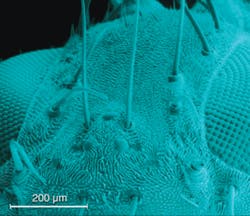 FIGURE 3. In the micro- and nanofabrication sessions within MOEMS-MEMS, a chalcogenide glass replicated surface structure of a fly head is created using the conformal evaporated-film-by-rotation technique. FIGURE 3. In the micro- and nanofabrication sessions within MOEMS-MEMS, a chalcogenide glass replicated surface structure of a fly head is created using the conformal evaporated-film-by-rotation technique.