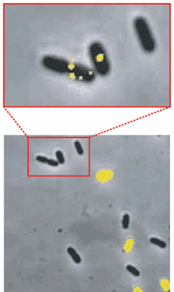FIGURE 4. In a group of E. coli cells in the presence of an inducing substance, some cells express the lac gene (bottom, yellow) while others don’t (bottom, uncolored). Using a single-molecule-detection technique to examine the cells shows that some of the unaffected cells contain permease molecules (top, yellow), refuting a previous theory that only one molecule of permease was enough to induce expression of the lac gene. FIGURE 4. In a group of E. coli cells in the presence of an inducing substance, some cells express the lac gene (bottom, yellow) while others don’t (bottom, uncolored). Using a single-molecule-detection technique to examine the cells shows that some of the unaffected cells contain permease molecules (top, yellow), refuting a previous theory that only one molecule of permease was enough to induce expression of the lac gene.