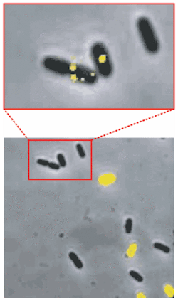 FIGURE 4. In a group of E. coli cells in the presence of an inducing substance, some cells express the lac gene (bottom, yellow) while others don’t (bottom, uncolored). Using a single-molecule-detection technique to examine the cells shows that some of the unaffected cells contain permease molecules (top, yellow), refuting a previous theory that only one molecule of permease was enough to induce expression of the lac gene. FIGURE 4. In a group of E. coli cells in the presence of an inducing substance, some cells express the lac gene (bottom, yellow) while others don’t (bottom, uncolored). Using a single-molecule-detection technique to examine the cells shows that some of the unaffected cells contain permease molecules (top, yellow), refuting a previous theory that only one molecule of permease was enough to induce expression of the lac gene.