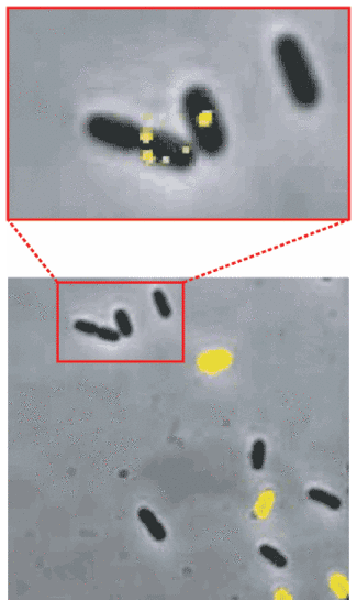FIGURE 4. In a group of E. coli cells in the presence of an inducing substance, some cells express the lac gene (bottom, yellow) while others don&rsquo;t (bottom, uncolored). Using a single-molecule-detection technique to examine the cells shows that some of the unaffected cells contain permease molecules (top, yellow), refuting a previous theory that only one molecule of permease was enough to induce expression of the lac gene.