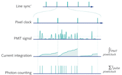 FIGURE 1. In a laser-scanning microscope, data can be gathered either by current integration or by photon counting. Each line (row of pixels) is defined by the line synchronization signal. During the period that a single pixel is scanned (typically a few microseconds defined by the pixel clock), each incident photon will produce a current pulse in the photomultiplier tube (PMT) signal. When the current is integrated, dark events as well as pulse amplitude variation lead to increased noise in the output signal. Alternatively, in photon counting, if the pulses are discriminated (rising above the dotted line), shaped, and then counted, no additional noise is introduced. FIGURE 1. In a laser-scanning microscope, data can be gathered either by current integration or by photon counting. Each line (row of pixels) is defined by the line synchronization signal. During the period that a single pixel is scanned (typically a few microseconds defined by the pixel clock), each incident photon will produce a current pulse in the photomultiplier tube (PMT) signal. When the current is integrated, dark events as well as pulse amplitude variation lead to increased noise in the output signal. Alternatively, in photon counting, if the pulses are discriminated (rising above the dotted line), shaped, and then counted, no additional noise is introduced.