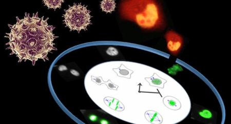 Content Dam Bow En Articles 2016 02 Confocal Microscopy Method Discovers How Stress Wakes Up Sleeping Herpes Viruses Leftcolumn Article Thumbnailimage File