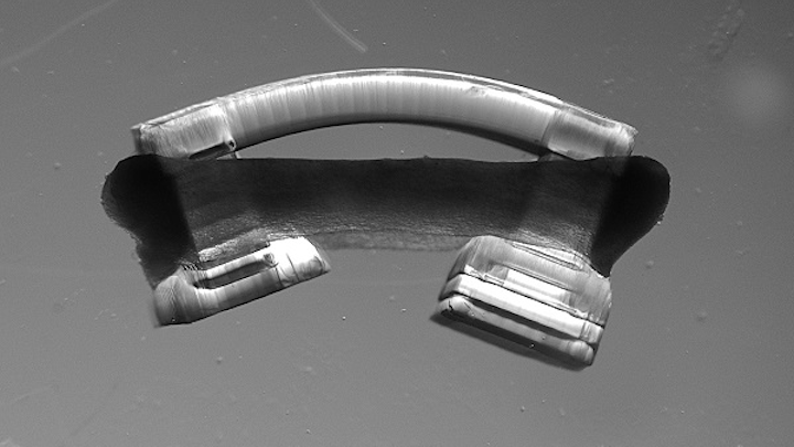 The miniature biological robots or bio-bots have a ring of muscle around a flexible, 3D-printed skeleton. (Image credit: University of Illinois)