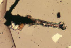 FIGURE 1. A melted groove in the surface of a diamond anvil face was caused by a focused rapidly pulsed Q-switched YAG laser beam as it was moved across the surface. The sample between the anvil faces was KBr under pressure. The pressure increases from left to right, progressing from the stability field for graphite (opaque) to the stability field for diamond (transparent). The surface of the groove at the right end is smooth and has raised edges, and the length of the groove is 160 μm. FIGURE 1. A melted groove in the surface of a diamond anvil face was caused by a focused rapidly pulsed Q-switched YAG laser beam as it was moved across the surface. The sample between the anvil faces was KBr under pressure. The pressure increases from left to right, progressing from the stability field for graphite (opaque) to the stability field for diamond (transparent). The surface of the groove at the right end is smooth and has raised edges, and the length of the groove is 160 μm.