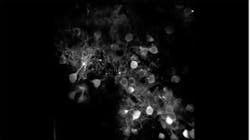 Content Dam Bow Online Articles 2016 04 Novelmicroscope Content Dam Bow Online Articles 2016 04 Novelmicroscope