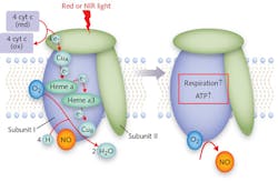 FIGURE 1. The binding of nitric oxide (NO) to copper (or heme) centers in the mitochondrial structure cytochrome c oxidase (CCO) inhibits cell respiration. But CCO&apos;s absorption of red or near-infrared (NIR) light can dissociate the NO, allowing oxygen to return, cellular respiration to increase, and adenosine triphosphate (ATP) to form. This triggers a chain of responses within the cell&mdash;involving NO, reactive oxygen species (ROS), and cyclic adenosine monophosphate (cAMP)&mdash;that enable PBM to produce beneficial effects.