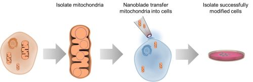 Content Dam Bow Online Articles 2016 05 Transferring Mitochondria Web