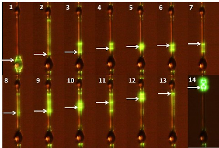 The Okinawa Institute of Science and Technology (OIST) has devised a new glass wetting technique to fabricate microlasers. A phosphate glass wire doped with ytterbium and erbium is melted and allowed to flow around a hollow silica capillary creating a single-wavelength microlaser. (Image credit: OIST)