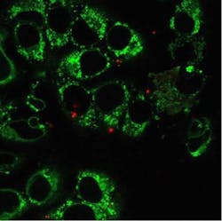 Modified Cells Web Modified Cells Web