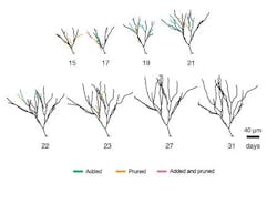 Neuron Tree Growth Web Neuron Tree Growth Web