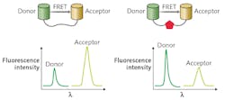FIGURE 1. In a FRET-based biosensor, when the target molecule (denoted by red pentagon) binds to its specific counterpart labeled with the FRET donor-acceptor pair, the relative intensity of the donor and acceptor fluorescence emission changes as a result of conformational change of the receptor induced by analyte binding. FIGURE 1. In a FRET-based biosensor, when the target molecule (denoted by red pentagon) binds to its specific counterpart labeled with the FRET donor-acceptor pair, the relative intensity of the donor and acceptor fluorescence emission changes as a result of conformational change of the receptor induced by analyte binding.