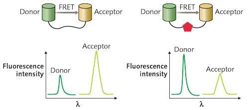FIGURE 1. In a FRET-based biosensor, when the target molecule (denoted by red pentagon) binds to its specific counterpart labeled with the FRET donor-acceptor pair, the relative intensity of the donor and acceptor fluorescence emission changes as a result of conformational change of the receptor induced by analyte binding.