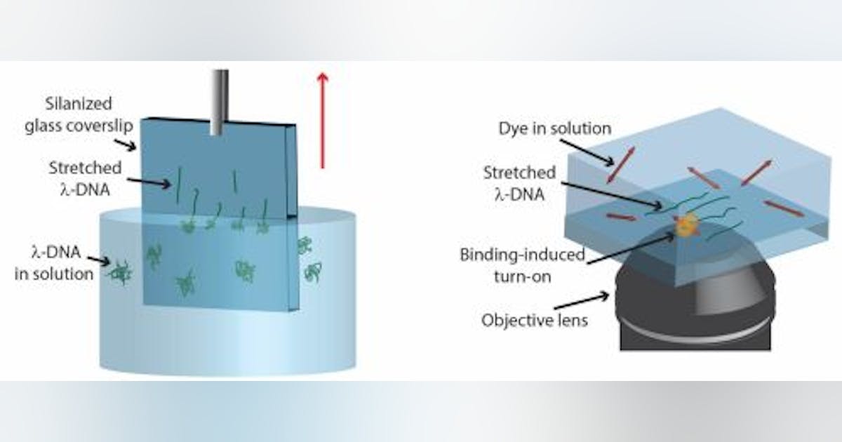 Microscopy enhancement shows orientation of individual DNA strands ...