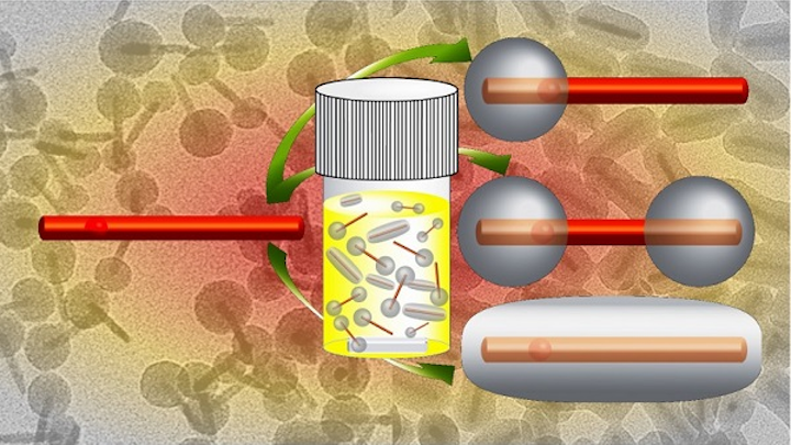 Morphological control of the silica shell on CdSe/CdS core/shell quantum dot nanorods is reported, giving single or double lobes of silica or a uniform silica shell. (Image credit: Joe Tracy/North Carolina State University)