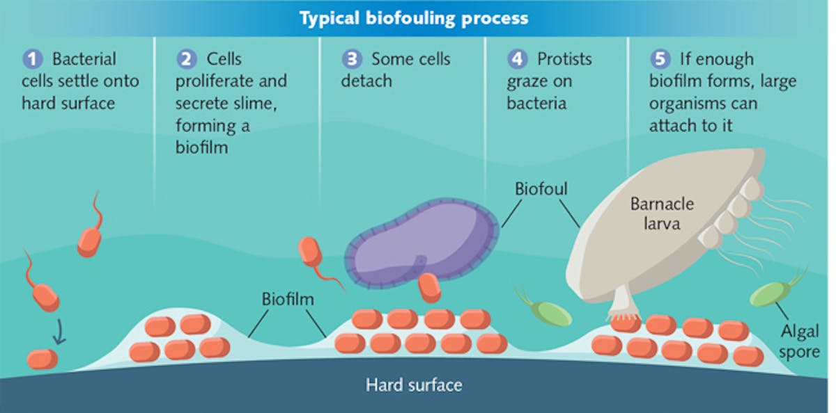 FIGURE 1. Biofouling of a surface in a marine environment is a process that begins with the formation of a biofilm and eventually involves attachment of larger organisms.