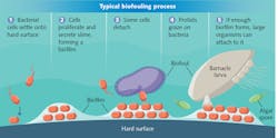 FIGURE 1. Biofouling of a surface in a marine environment is a process that begins with the formation of a biofilm and eventually involves attachment of larger organisms. FIGURE 1. Biofouling of a surface in a marine environment is a process that begins with the formation of a biofilm and eventually involves attachment of larger organisms.