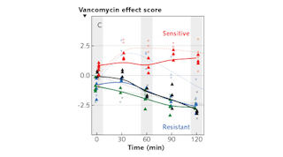 FIGURE 1. The spectroscopic method to identify VRE involves treatment of bacteria suspensions with vancomycin, and analysis of the samples after 0, 30, 60, 90, and 120 min using a combined DEP-Raman setup. The bacteria, captured dielectrophoretically in a micrometer-sized area of a chip, are analyzed using Raman spectroscopy; the spectra, projected into a statistical model, reveal whether the pathogens are sensitive (positive vancomycin effect score) or resistant (negative effect score) to vancomycin.