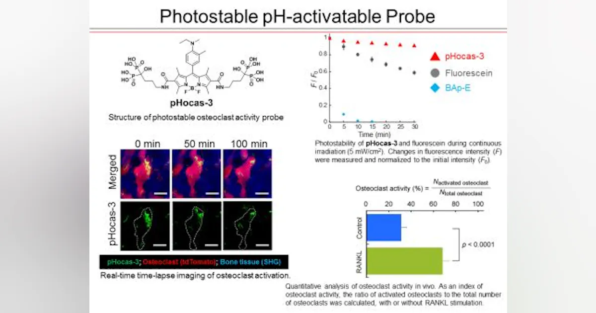 In vivo imaging method visualizes boneresorbing cell function in real