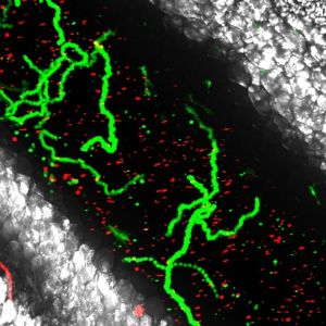 Content Dam Bow Online Articles 2016 08 Photo Emre Web